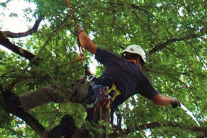 Tree Pruning